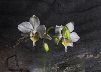 Double exposure of White Orchid plant