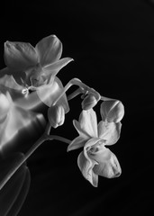 White Orchid in black and white
