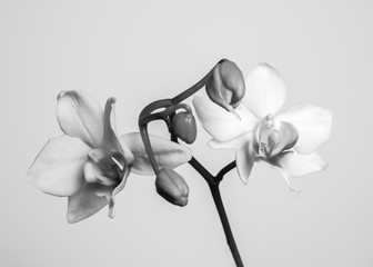 White Orchid in black and white
