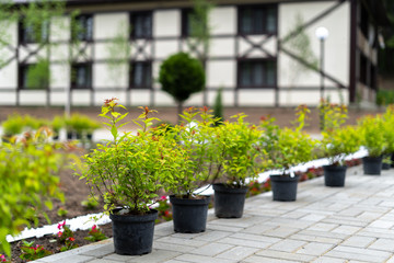 Bushes in tubs prepared for landscaping the garden, in the background a half-timbered house.