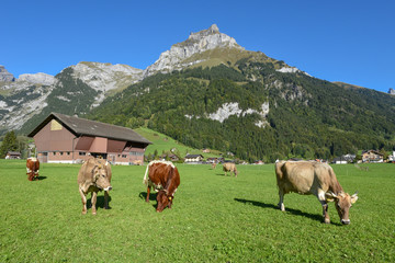 Fototapeta na wymiar Rural landscape with cows at Engelberg in the Swiss alps