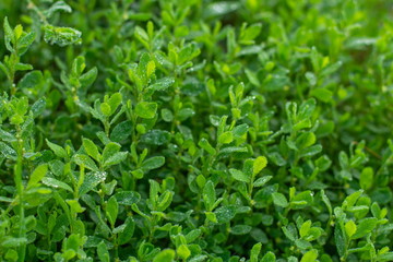 Fresh green grass with rain water drops