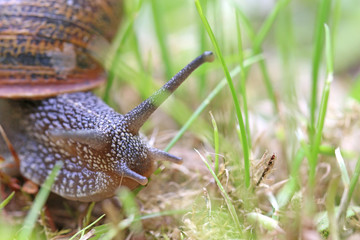 Close up of a garden snail	