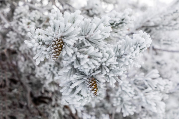 Pineapple on snow and ice covered tree branch
