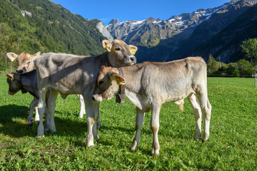Group of calfes at Engelberg in the Swiss alps