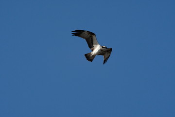 osprey in flight