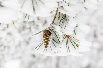 Pineapple on snow and ice covered tree branch