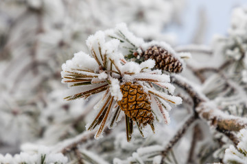 Pineapple on snow and ice covered tree branch