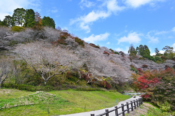Fototapeta na wymiar Obara Fureai Koen in autumn where you can find cherry blossom and autumn leave in the same place, Japan