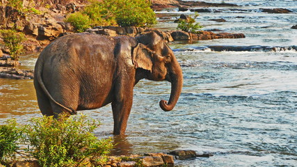 Elephant spraying water; Laos Bolavenplateau