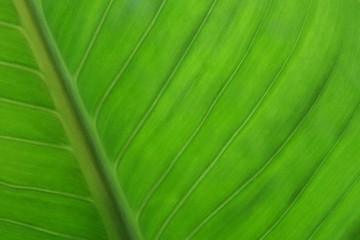 Green leaves with a beautiful pattern.
