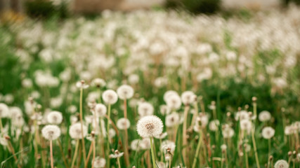 Fototapeta premium allergies to fluff. Dandelion closeup macro. A side view of a blooming flower head of the dandelion. space for text