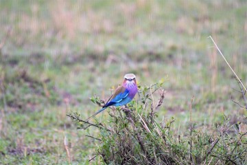 African Roller in Masaimara