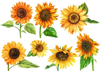 Fototapete Sonnenblumen Satz Sonnenblumen auf weißem Hintergrund, Aquarellhandzeichnung