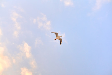 Seagull flying in the sky