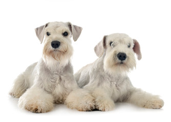 miniature schnauzers in studio