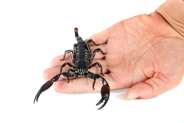 heterometrus spinifer in studio