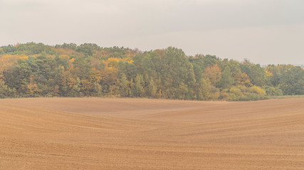 Obraz premium Rainy autumn day. Trees in the fog. Vintage landscape.