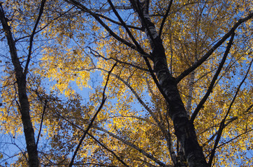 Yellow Leaves in Autumn Forest