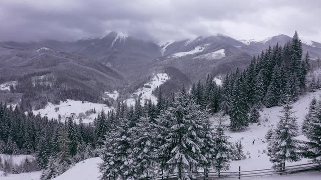 Aerial drone flight over snowy Carpathian mountains, Ukraine, 4k beautiful panorama view at the trees covered with snow. Gray clouds and gog lies on the tops of mountains. misty morning at village