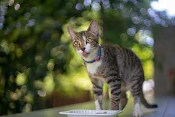 Naklejka premium The striped cat eating, portrait of Thai cat