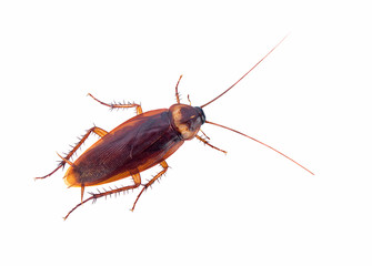 cockroach isolated on white background (top view)
