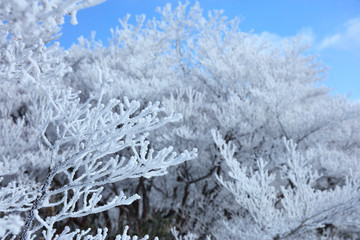 御在所岳の樹氷