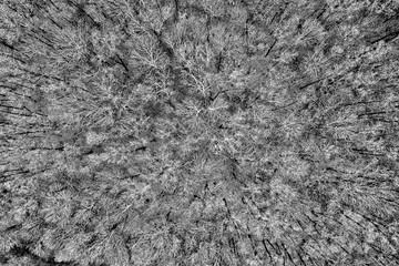 Aerial view to bare forest in November, fall season outdoor background