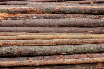 Wooden logs of pine woods in the forest, stacked in a pile. Freshly chopped tree logs stacked up on top of each other in a pile.