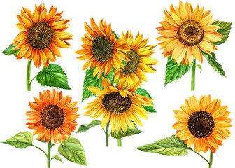 set of sunflowers on a white background, watercolor hand drawing