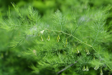 Narrow-leaved asparagus