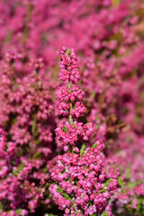 Pink bell heather