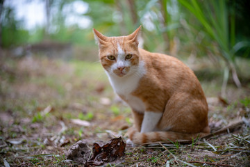 Naklejka na ściany i meble Portrait of ginger cat in the garden, close up Thai cat