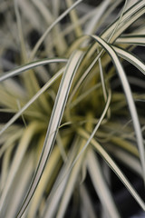 Variegated Japanese Sedge Evergold