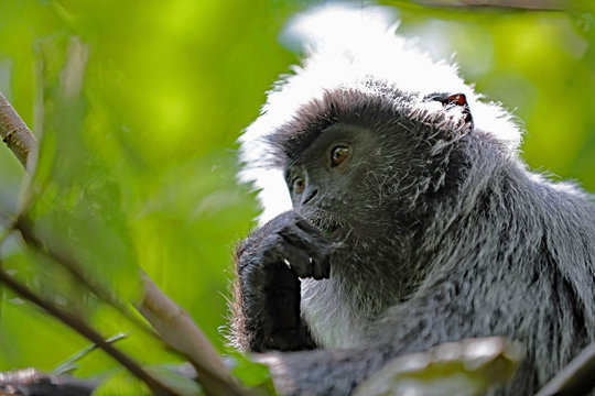 Silberner Haubenlangur