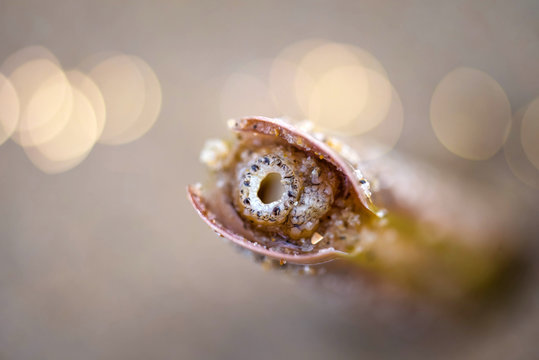 Grooved razor shell in close up on the beach