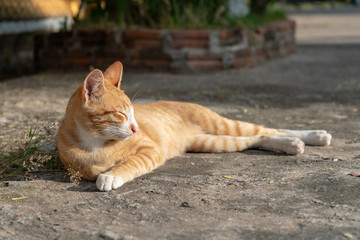 Fototapeta premium Portrait of ginger cat lay on the ground, Thai cat at temple