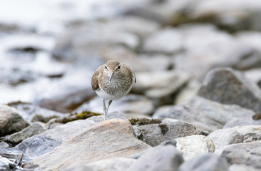 Sandpiper on beach