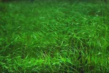 texture of green forest grass in summer. Harvesting, pattern, empty space. Natural background