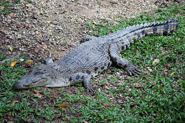 Krokodil 