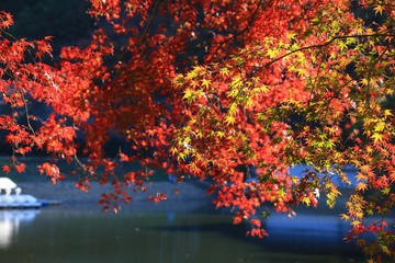 紅葉（埼玉県毛呂山町）
