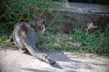 Striped cat at the garden, portrait of Thai cat