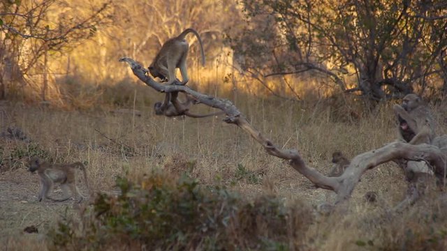 Young Yellow Baboons playing in wilderness. Okavango Delta, Botswana. Handheld