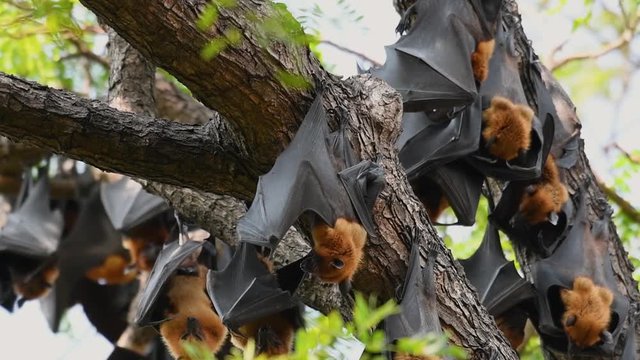 Lyle’s Flying Foxes, Pteropus lyleior, roosting during the day while they fan their bodies with their wings constantly to cool themselves as they rest.