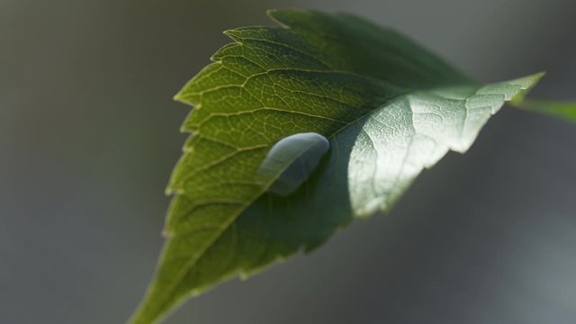 Slow-motion shot of a single droplet of rain water sliding down the green leaf.