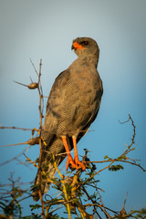 Dark chanting-goshawk perches in thornbush at sunset