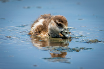 Egyption gosling eats floating weeds in river