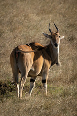 Naklejka premium Eland stands in short grass eyeing camera