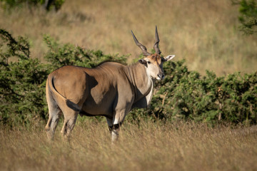 Eland stands turning head in long grass