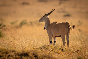 Eland stands on grassy plain facing left
